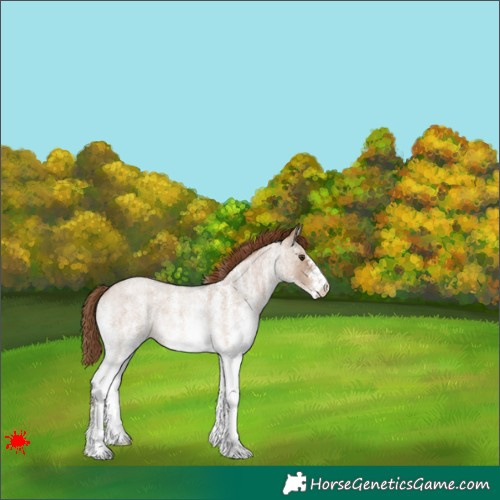 Horse Color:White Spotted Red Dun Roan Rabicano 