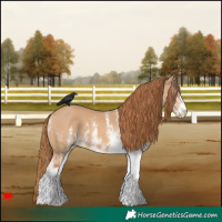 Horse Color:White Spotted Red Dun