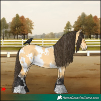 Horse Color:White Spotted Buckskin Dun Rabicano 