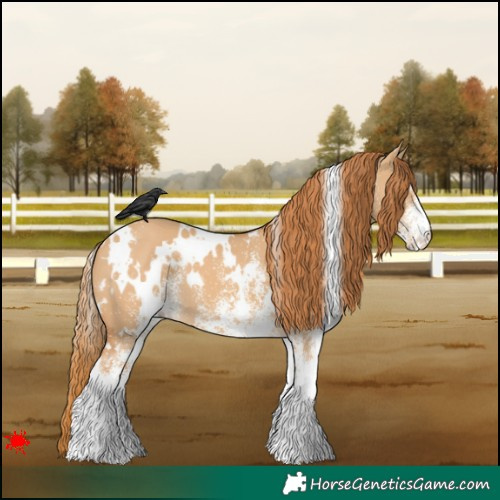 Horse Color:White Spotted Red Dun 