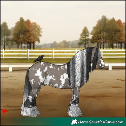 Horse Color:White Spotted Grullo 