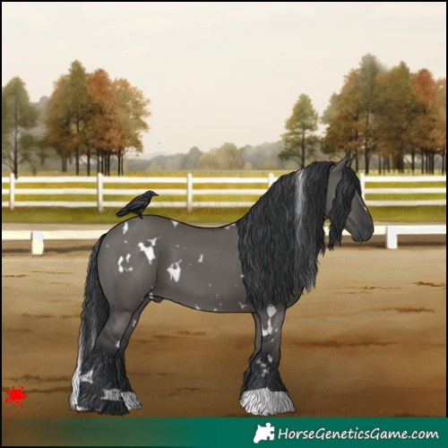 Horse Color:White Spotted Grullo 