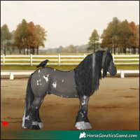 Horse Color:White Spotted Grullo