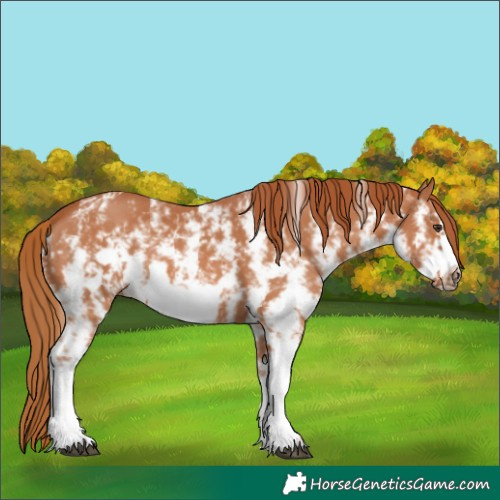 Horse Color:Chestnut Sabino Frame