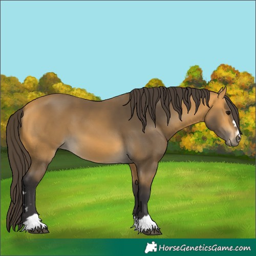 Horse Color:Buckskin