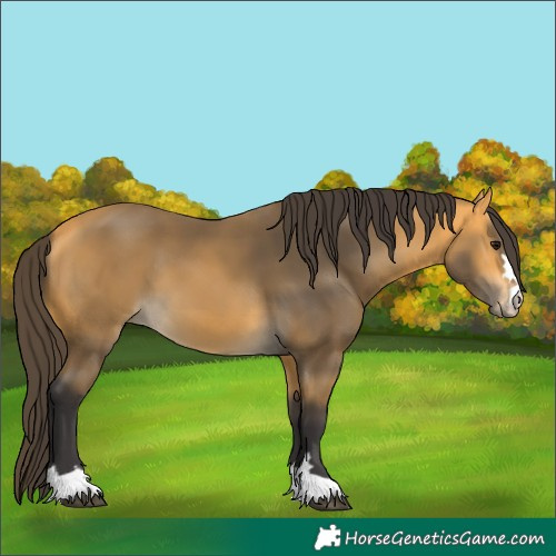 Horse Color:Buckskin 
