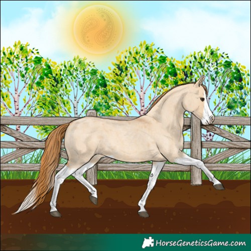 Horse Color:Red Dun Roan Splash Frame Rabicano 