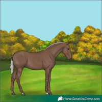 Horse Color:Silver Black