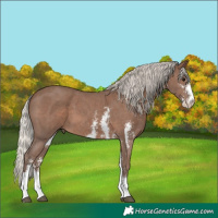 Horse Color:Silver Black Sabino