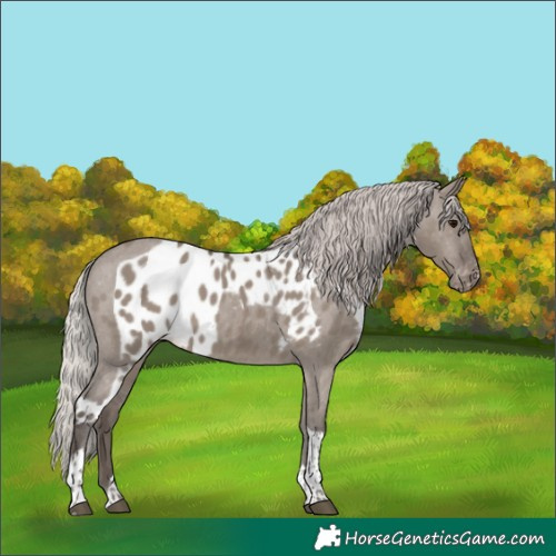 Horse Color:Silver Grullo Tobiano Skewed Appaloosa 
