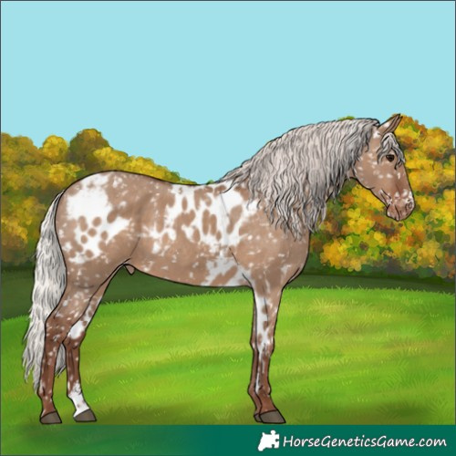 Horse Color:Silver Grullo Sabino Skewed Appaloosa 