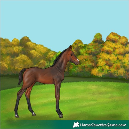 Horse Color:Bay 