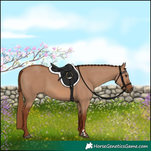 Horse Color:Red Dun 