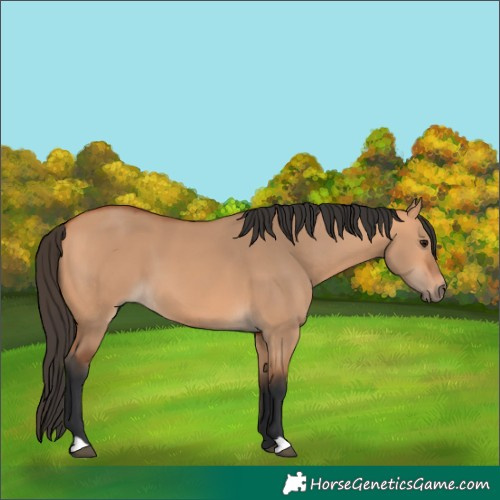 Horse Color:Bay Dun 