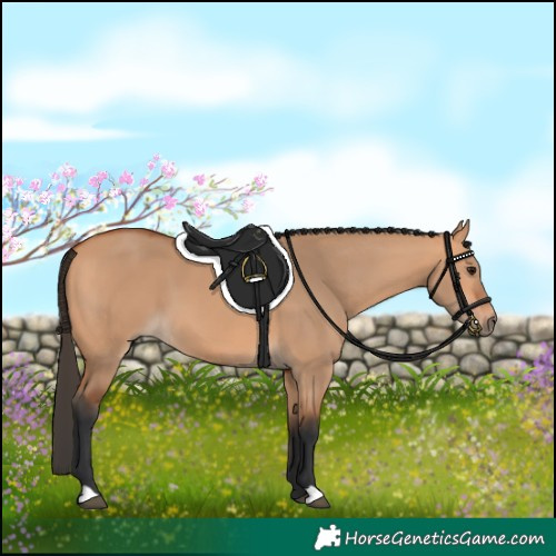 Horse Color:Bay Dun