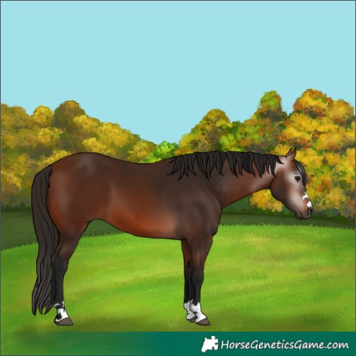 Horse Color:Gray Bay 