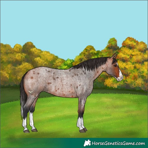 Horse Color:Bay Roan Splash