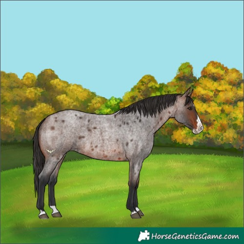 Horse Color:Brown Roan Splash