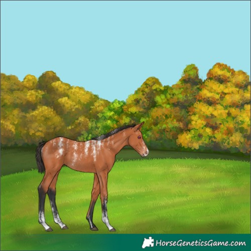 Horse Color:Powder White Bay Rabicano 