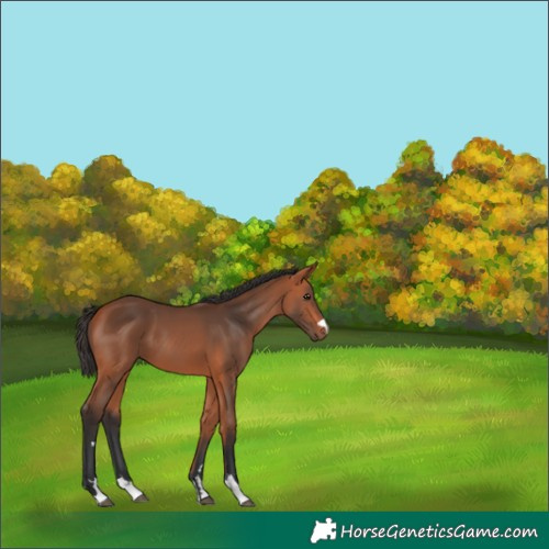 Horse Color:Bay 