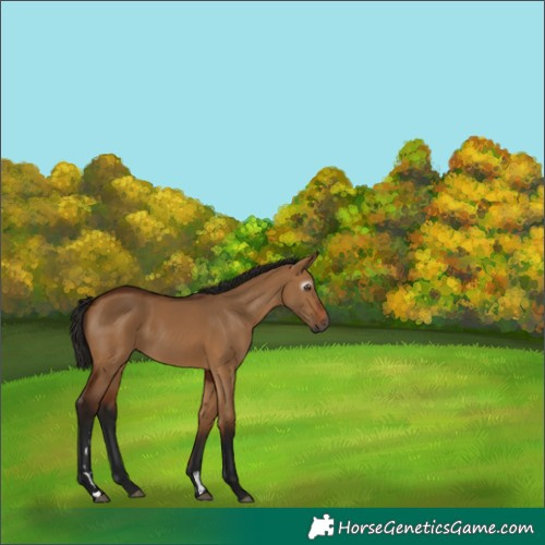 Horse Color:Gray Bay Dun 