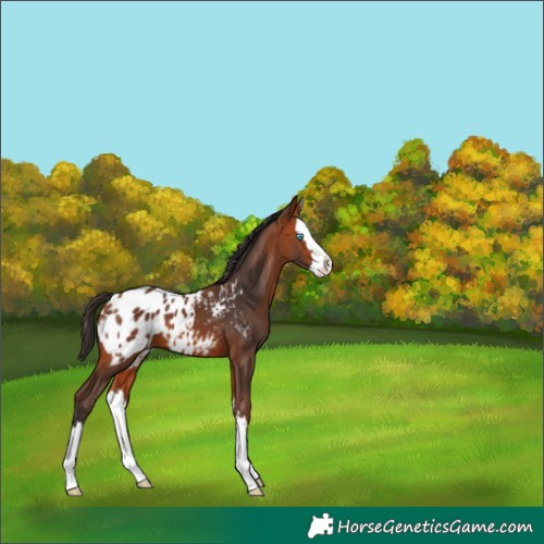 Horse Color:Bay Splash Appaloosa 