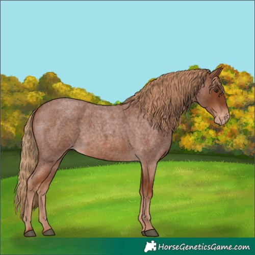 Horse Color:Red Roan Appaloosa 