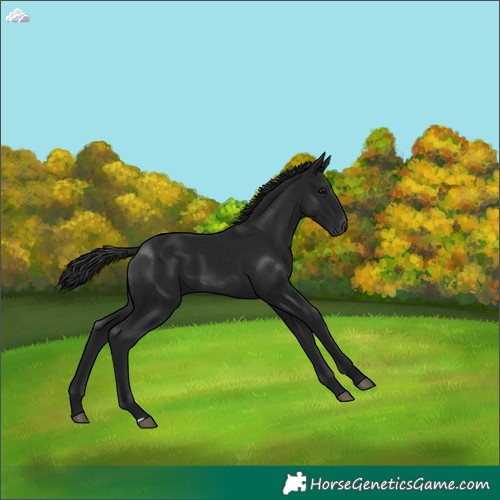 Horse Color:Gray Black 