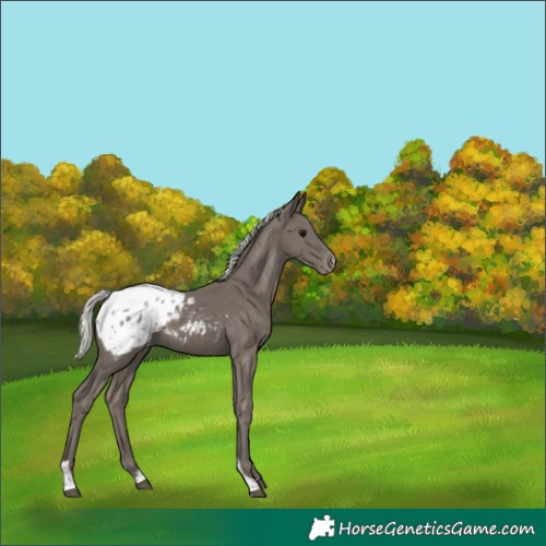 Horse Color:Silver Smoky Black Tobiano Appaloosa 