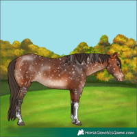Horse Color:Bay Tobiano Appaloosa Rabicano