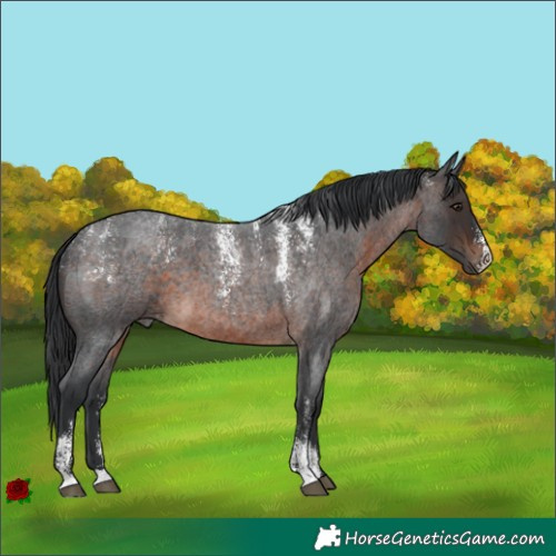 Horse Color:Powder White Brown Roan 