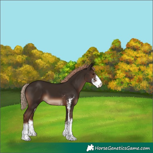 Horse Color:Liver Chestnut Sabino