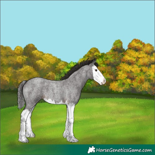 Horse Color:Liver Red Roan Splash