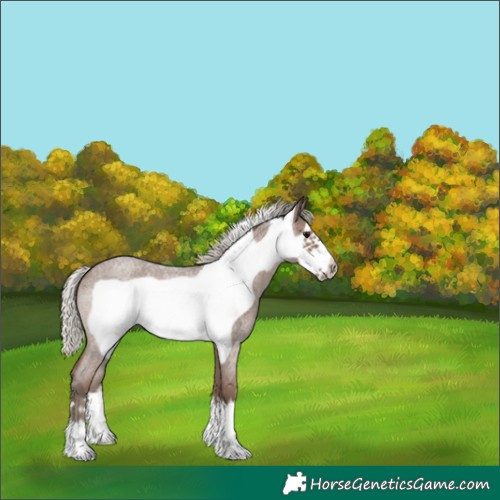 Horse Color:Silver Blue Roan Frame
