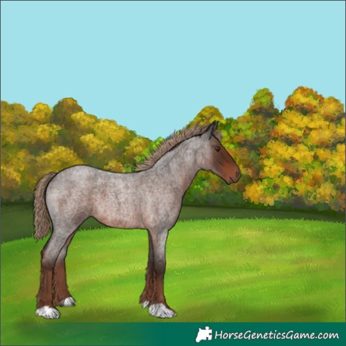 Horse Color:Liver Red Roan