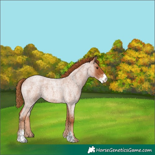 Horse Color:Red Roan Sabino