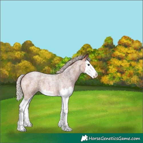 Horse Color:Silver Bay Roan Splash