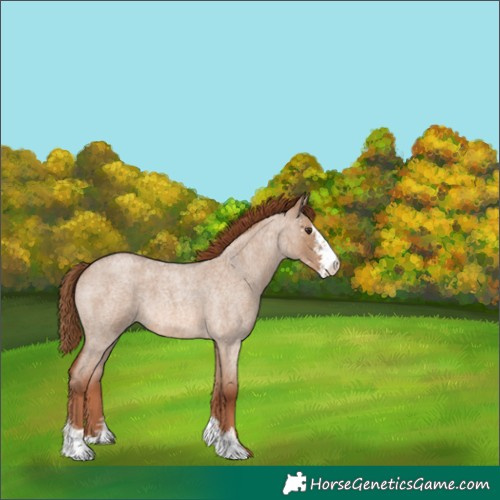 Horse Color:Red Dun Roan Sabino