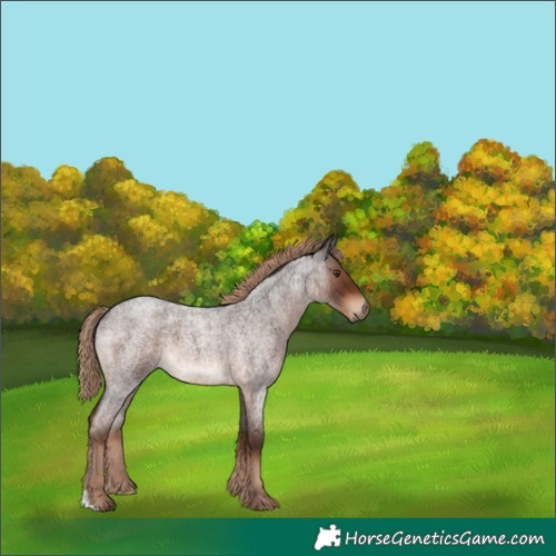 Horse Color:Liver Red Roan