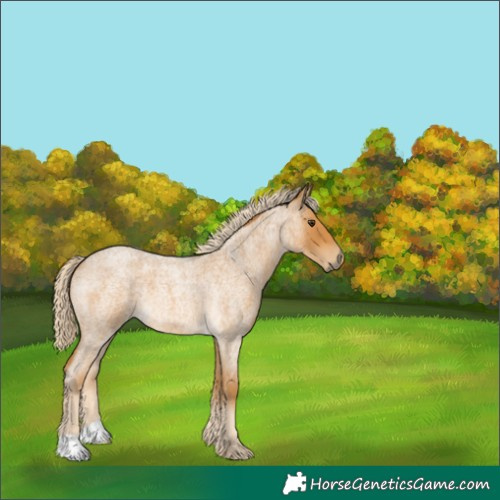 Horse Color:Palomino Roan 