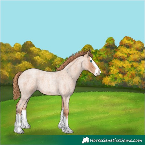 Horse Color:Gold Champagne Roan Splash