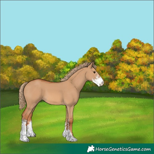 Horse Color:Red Dun Sabino