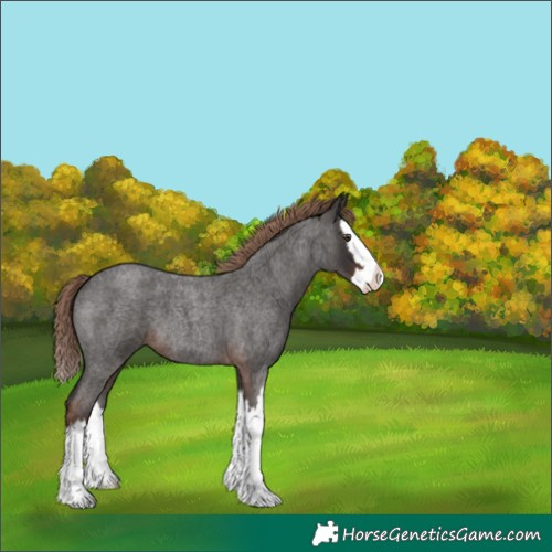 Horse Color:Liver Red Roan Splash