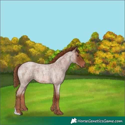 Horse Color:Red Roan 