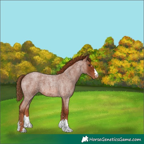 Horse Color:Red Roan Varnish 