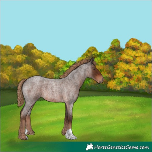 Horse Color:Liver Red Roan 