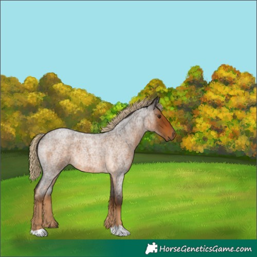 Horse Color:Chocolate Palomino Roan