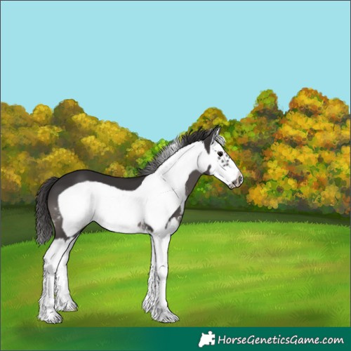 Horse Color:Smoky Black Sabino Splash Frame