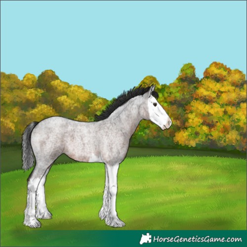 Horse Color:Liver Red Roan Splash
