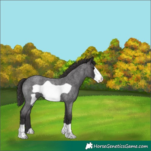 Horse Color:Smoky Blue Roan Frame 